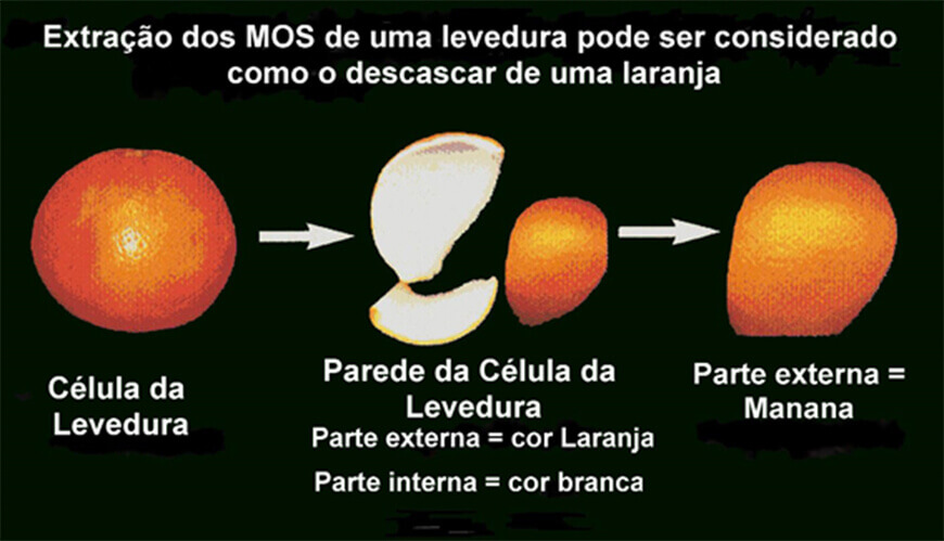 O que são os mananoligossacarídeos, e qual é sua função na nutrição?